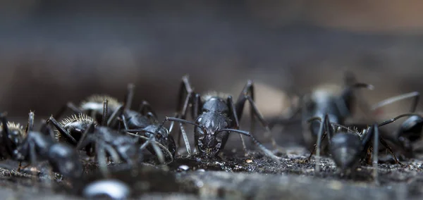 Grandes Fourmis Forestières Dans Habitat Indigène — Photo