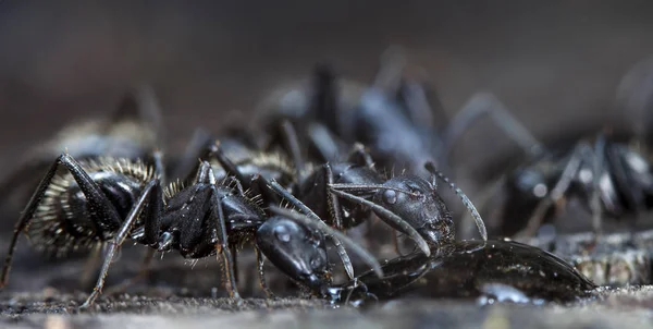 Semut Hutan Besar Habitat Asli — Stok Foto