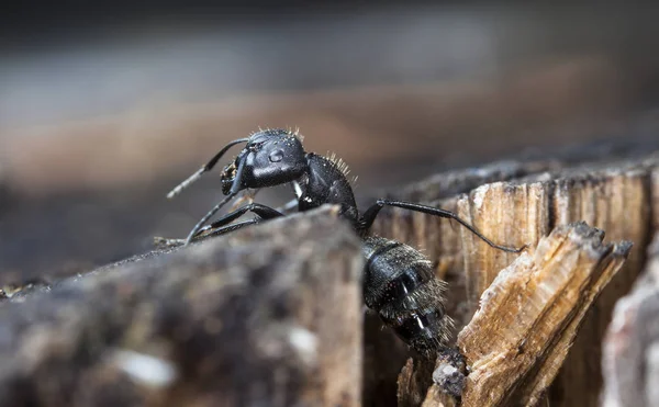 Hormigas Grandes Del Bosque Hábitat Nativo —  Fotos de Stock