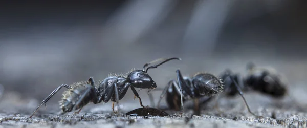 Grandes Fourmis Forestières Dans Habitat Indigène — Photo