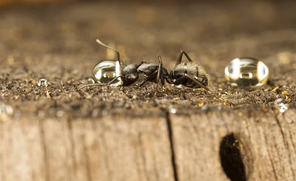 Semut Hutan Besar Habitat Asli — Stok Foto