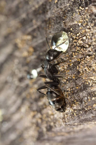 Formigas Grandes Floresta Habitat Nativo — Fotografia de Stock