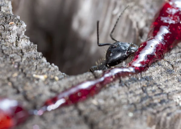 doğal bir habitat ta büyük orman karıncaları