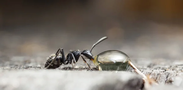 Big Forest Ants Native Habitat — Stock Photo, Image