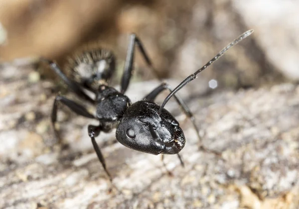 Stora Skogs Myror Naturlig Miljö — Stockfoto
