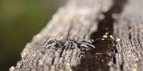 Formigas Grandes Floresta Habitat Nativo — Fotografia de Stock
