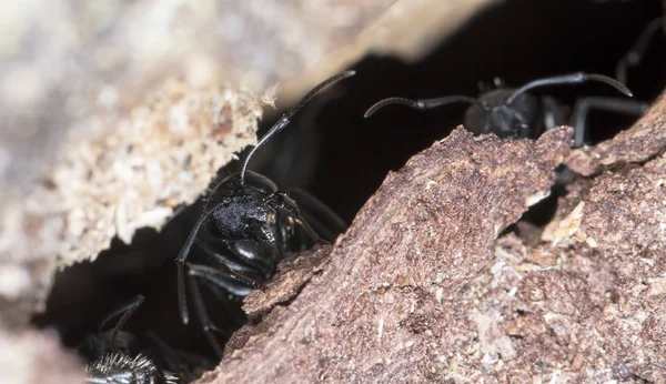 doğal bir habitat ta büyük orman karıncaları