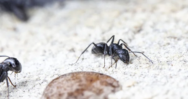 Große Waldameisen Einem Heimischen Lebensraum — Stockfoto