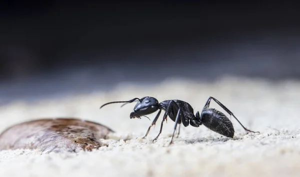 Doğal Bir Habitat Büyük Orman Karıncaları — Stok fotoğraf