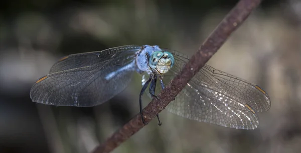 서식지에서 잠자리 — 스톡 사진