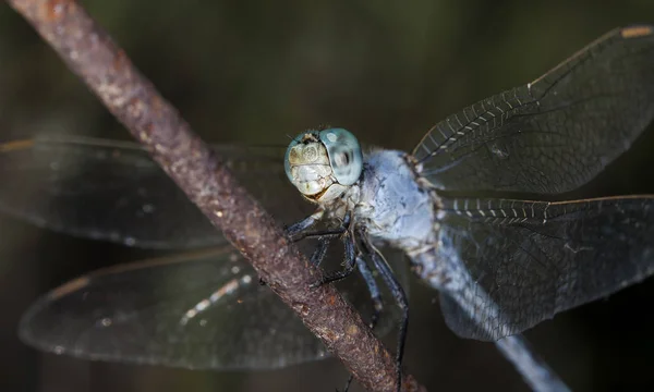 서식지에서 잠자리 — 스톡 사진