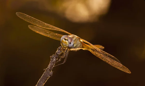 Grande Libellula Habitat Nativo — Foto Stock