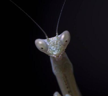 yerli bir habitat içinde mantis, bir resim Kırım topraklarında yapılır