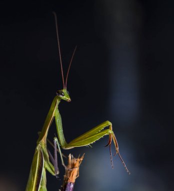 yerli bir habitat içinde mantis, bir resim Kırım topraklarında yapılır