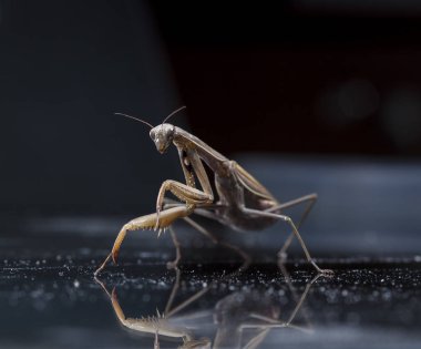 yerli bir habitat içinde mantis, bir resim Kırım topraklarında yapılır