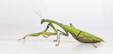 yerli bir habitat içinde mantis, bir resim Kırım topraklarında yapılır