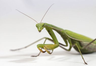 yerli bir habitat içinde mantis, bir resim Kırım topraklarında yapılır