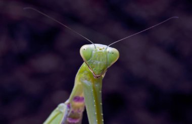 yerli bir habitat içinde mantis, bir resim Kırım topraklarında yapılır