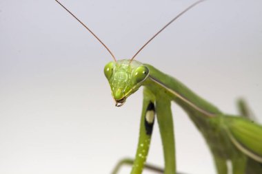 yerli bir habitat içinde mantis, bir resim Kırım topraklarında yapılır