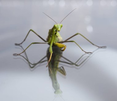 yerli bir habitat içinde mantis, bir resim Kırım topraklarında yapılır