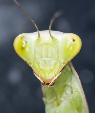 yerli bir habitat içinde mantis, bir resim Kırım topraklarında yapılır