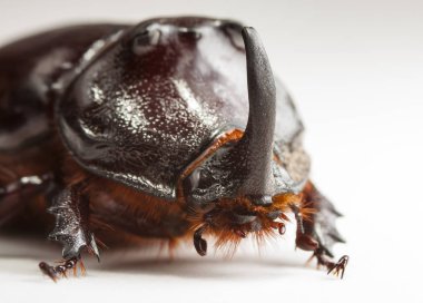 canlı toprak böceği, doğal bir yaşam alanında