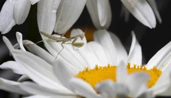 Mantis Egy Natív Élőhely Egy Kép Készül Területén Krím Térségben — Stock Fotó