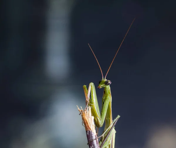 Mantis Hábitat Nativo Una Imagen Hace Territorio Crimea —  Fotos de Stock