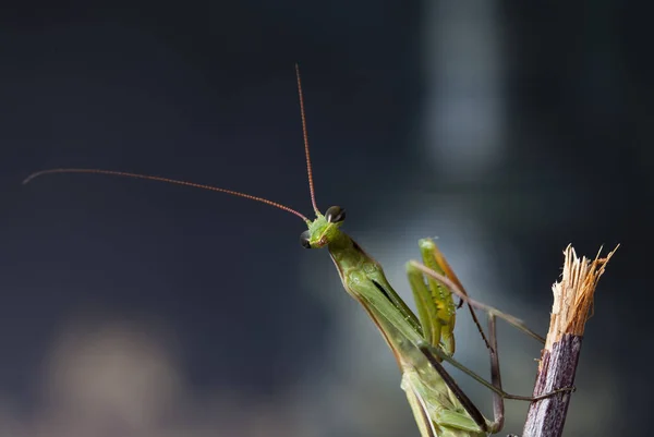 Mantis Hábitat Nativo Una Imagen Hace Territorio Crimea — Foto de Stock