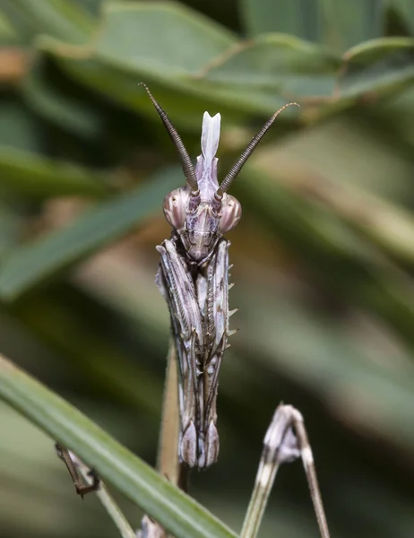 Mantis Dans Habitat Indigène Une Image Est Faite Sur Territoire — Photo
