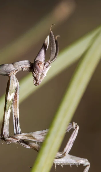 Yerli Bir Habitat Içinde Mantis Bir Resim Kırım Topraklarında Yapılır — Stok fotoğraf