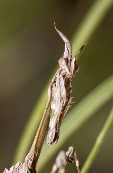 Mantis Hábitat Nativo Una Imagen Hace Territorio Crimea — Foto de Stock