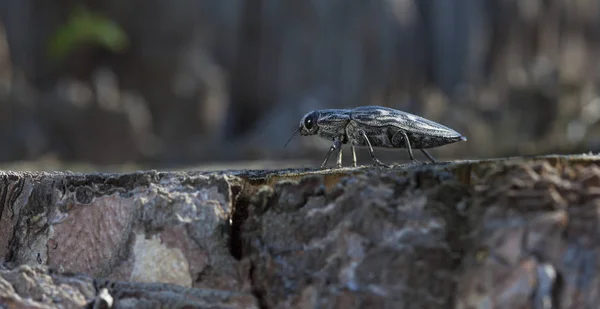 Insecto Vivo Tierra Hábitat Nativo —  Fotos de Stock