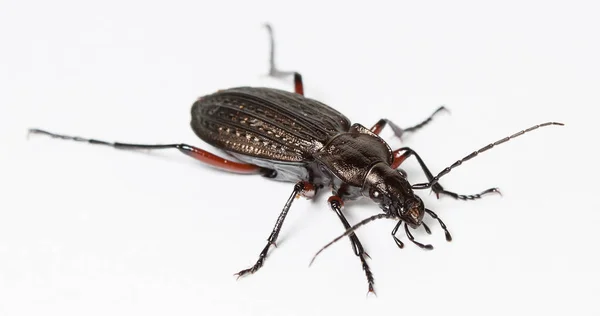 Live Earth Bug Infödd Livsmiljö — Stockfoto