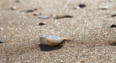 Akdeniz kıyılarında