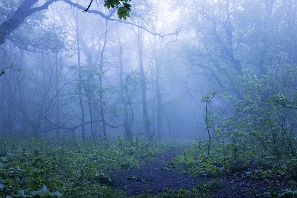 Forêt Dans Brouillard — Photo