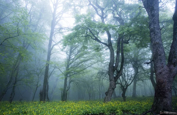 Floresta Nevoeiro — Fotografia de Stock