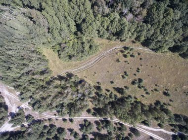 orman, yukarıdan görünüm