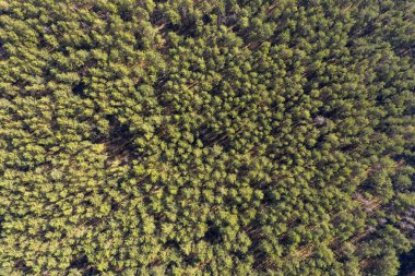 orman, yukarıdan görünüm