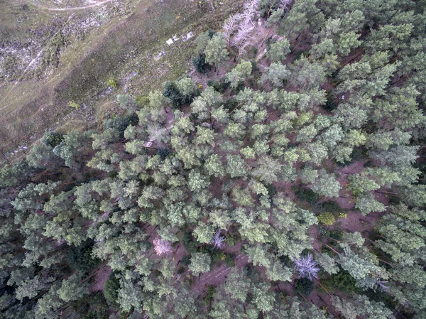 Wald Blick Von Oben — Stockfoto
