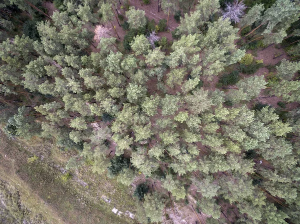 Bosque Vista Desde Arriba —  Fotos de Stock