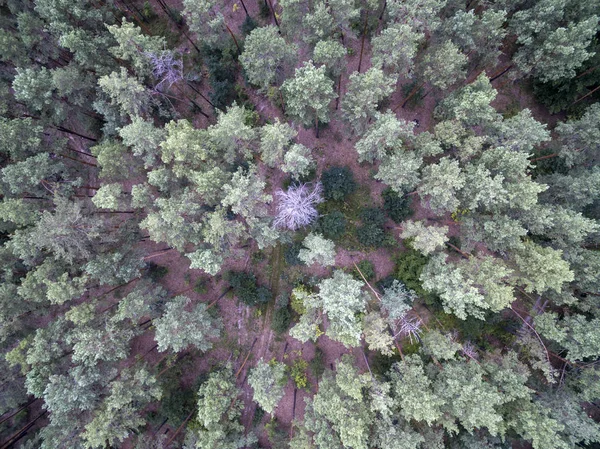 Floresta Vista Cima — Fotografia de Stock