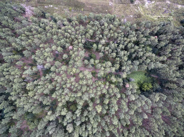 Bosque Vista Desde Arriba —  Fotos de Stock