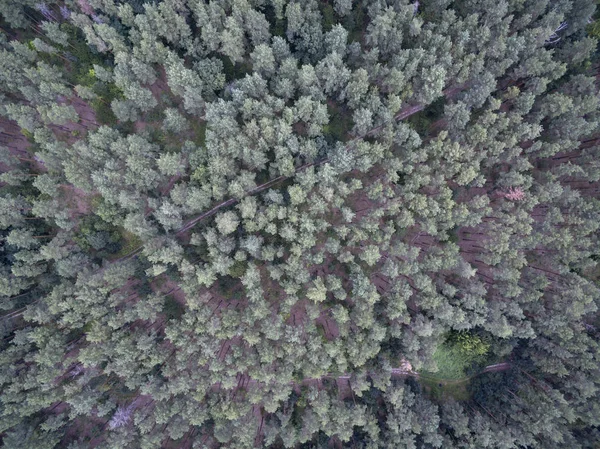 Skog Utsikt Från Ovan — Stockfoto