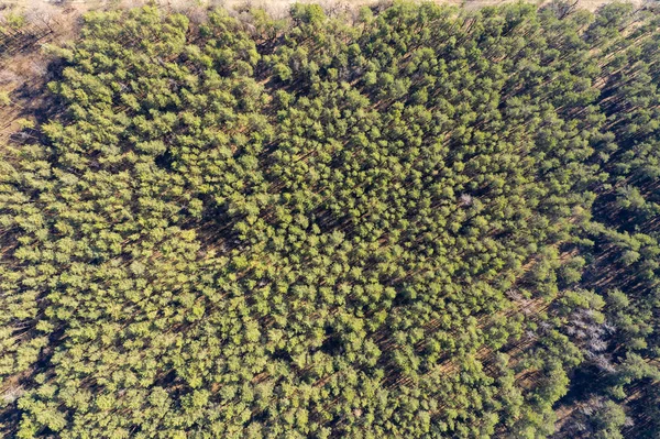 Erdő Megtekintés Felülről — Stock Fotó