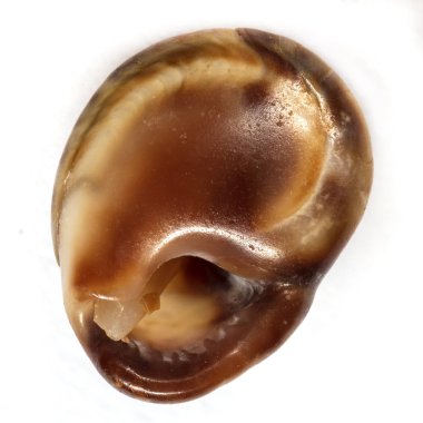 renkli deniz kabukları arka plan yakın çekim