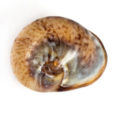 renkli deniz kabukları arka plan yakın çekim