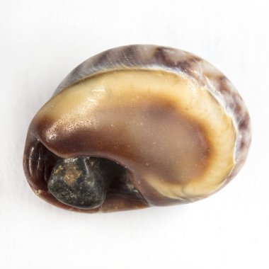 renkli deniz kabukları arka plan yakın çekim