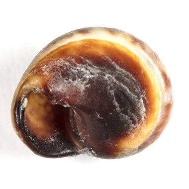 renkli deniz kabukları arka plan yakın çekim