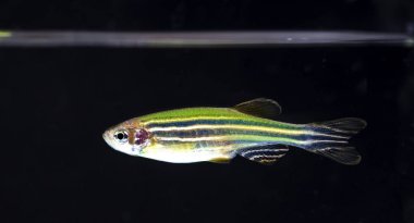 Akvaryum balığı, neon renkler